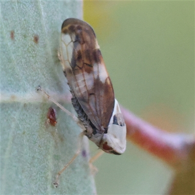 Brunotartessus fulvus (Yellow-headed Leafhopper) at Yass River, NSW - 7 Feb 2025 by ConBoekel