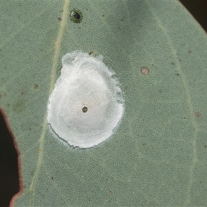 Glycaspis sp. (genus) at Higgins, ACT - 12 Feb 2025 by AlisonMilton