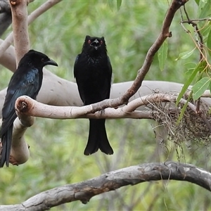 Dicrurus bracteatus (Spangled Drongo) at Kakadu, NT - 6 Feb 2025 by HelenCross