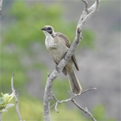 Philemon argenticeps at Kakadu, NT - 6 Feb 2025 05:44 PM