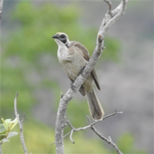 Philemon argenticeps at Kakadu, NT - 6 Feb 2025 05:44 PM
