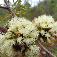 Asteromyrtus magnifica at Kakadu, NT - 7 Feb 2025 by HelenCross