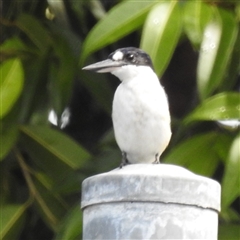 Todiramphus macleayii (Forest Kingfisher) at Jabiru, NT - 7 Feb 2025 by HelenCross