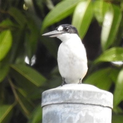 Todiramphus macleayii (Forest Kingfisher) at Jabiru, NT - 7 Feb 2025 by HelenCross