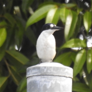 Todiramphus macleayii at Jabiru, NT - 7 Feb 2025 11:08 AM
