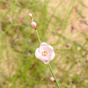 Unidentified Other Wildflower or Herb at Kakadu, NT - 7 Feb 2025 by HelenCross