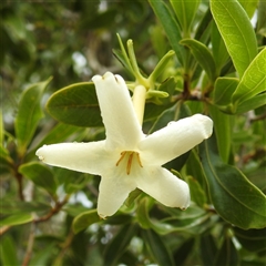 Unidentified Plant at Kakadu, NT - 7 Feb 2025 by HelenCross