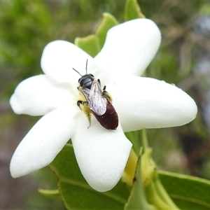 Unidentified Bee (Hymenoptera, Apiformes) at Kakadu, NT - 7 Feb 2025 by HelenCross