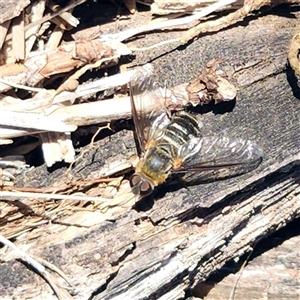 Villa sp (genus) at Karabar, NSW - Today by NathanaelC