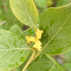 Unidentified Plant at Kakadu, NT - 7 Feb 2025 by HelenCross