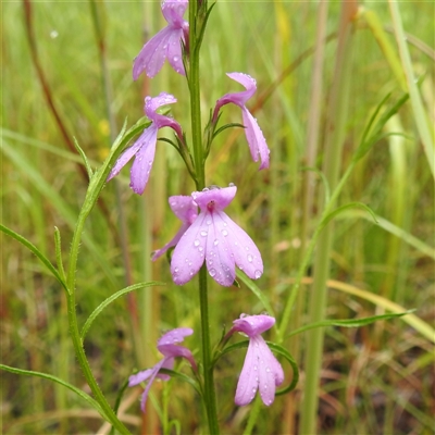 Unidentified Other Wildflower or Herb at Kakadu, NT - 7 Feb 2025 by HelenCross