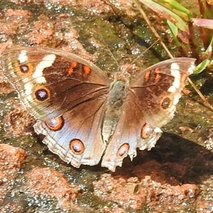 Unidentified Butterfly (Lepidoptera, Rhopalocera) at Kakadu, NT - 7 Feb 2025 by HelenCross