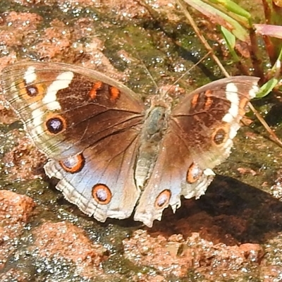 Junonia orithya (Blue pansy) at Kakadu, NT - 7 Feb 2025 by HelenCross