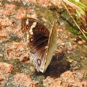 Junonia orithya at Kakadu, NT - 7 Feb 2025 01:14 PM