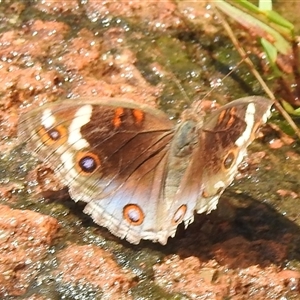 Junonia orithya at Kakadu, NT - 7 Feb 2025 01:14 PM