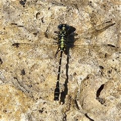 Hemigomphus heteroclytus (Stout Vicetail) at Karabar, NSW - 16 Feb 2025 by NathanaelC