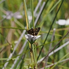 Taractrocera papyria at Tharwa, ACT - 1 Feb 2025 by RAllen