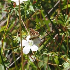 Dispar compacta at Tharwa, ACT - 1 Feb 2025 11:43 AM