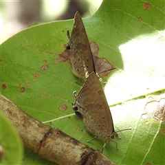 Unidentified Blue or Copper (Lycaenidae) at Kakadu, NT - 7 Feb 2025 by HelenCross