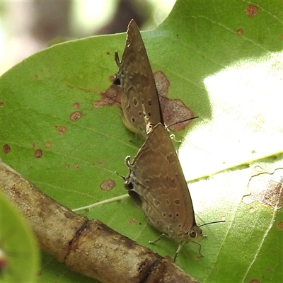 Unidentified Blue or Copper (Lycaenidae) at Kakadu, NT - 7 Feb 2025 by HelenCross