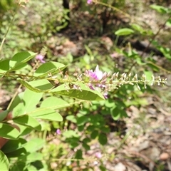 Unidentified Pea at Kakadu, NT - 7 Feb 2025 by HelenCross