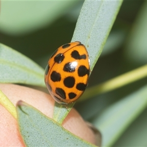 Harmonia conformis (Common Spotted Ladybird) at Holt, ACT - Yesterday by AlisonMilton