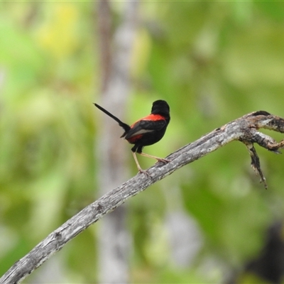 Malurus melanocephalus at Kakadu, NT - 7 Feb 2025 by HelenCross