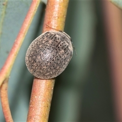 Trachymela sp. (genus) (Brown button beetle) at Higgins, ACT - Today by AlisonMilton