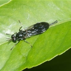 Exaireta spinigera (Garden Soldier Fly) at Higgins, ACT - 16 Feb 2025 by AlisonMilton