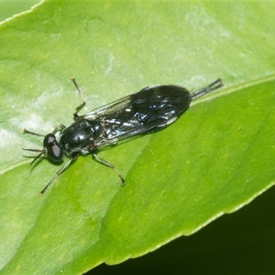 Exaireta spinigera (Garden Soldier Fly) at Higgins, ACT - 16 Feb 2025 by AlisonMilton