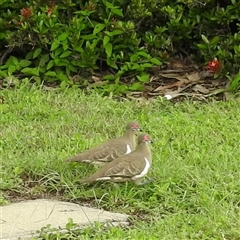 Geophaps smithii (Partridge Pigeon) at Jabiru, NT - 7 Feb 2025 by HelenCross