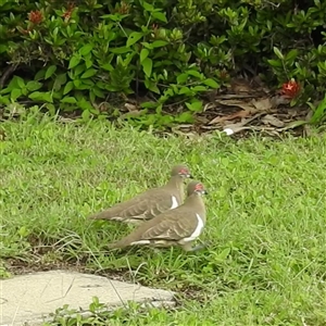 Geophaps smithii (Partridge Pigeon) at Jabiru, NT - 7 Feb 2025 by HelenCross