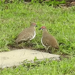 Geophaps smithii at Jabiru, NT - 7 Feb 2025 02:59 PM