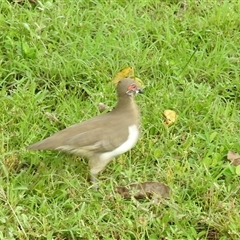 Geophaps smithii at Jabiru, NT - 7 Feb 2025 02:59 PM