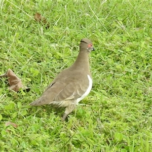 Geophaps smithii at Jabiru, NT - 7 Feb 2025 02:59 PM