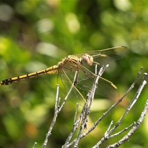 Orthetrum caledonicum at Holt, ACT - 16 Feb 2025 03:56 PM