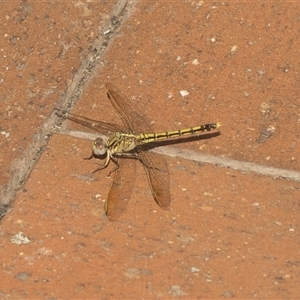 Orthetrum caledonicum at Holt, ACT - 16 Feb 2025 03:56 PM