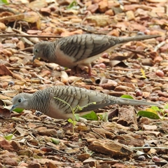 Geopelia placida (Peaceful Dove) at Jabiru, NT - 7 Feb 2025 by HelenCross