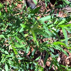 Solanum pseudocapsicum (Jerusalem Cherry, Madeira Cherry) at Hackett, ACT - 16 Feb 2025 by abread111