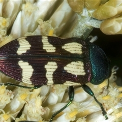 Castiarina flavopurpurea (A Jewel Beetle) at Thredbo, NSW - 15 Feb 2025 by jb2602