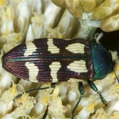 Castiarina flavopurpurea at Thredbo, NSW - 15 Feb 2025 10:03 AM