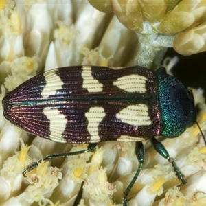 Castiarina flavopurpurea at Thredbo, NSW - 15 Feb 2025 10:03 AM