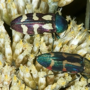 Castiarina flavopurpurea at Thredbo, NSW - 15 Feb 2025 10:03 AM