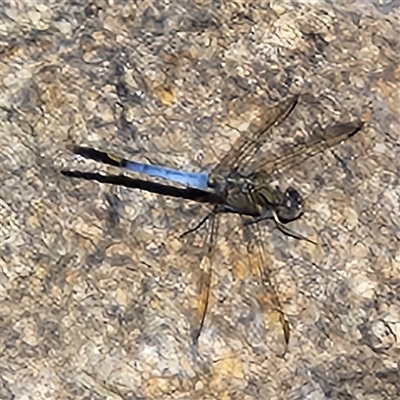 Orthetrum caledonicum (Blue Skimmer) at Karabar, NSW - Yesterday by NathanaelC