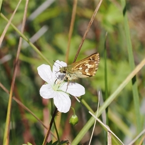 Atkinsia dominula (Two-brand grass-skipper) at Tharwa, ACT - 1 Feb 2025 by RAllen