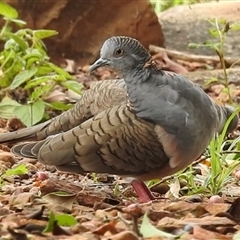 Geopelia humeralis (Bar-shouldered Dove) at Jabiru, NT - 7 Feb 2025 by HelenCross