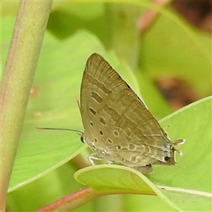 Unidentified Blue or Copper (Lycaenidae) at Jabiru, NT - 7 Feb 2025 by HelenCross