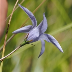 Wahlenbergia ceracea (Waxy Bluebell) at Tharwa, ACT - 1 Feb 2025 by RAllen