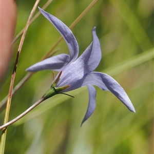 Wahlenbergia stricta subsp. stricta at Tharwa, ACT - 1 Feb 2025 by RAllen