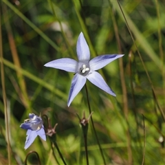 Wahlenbergia ceracea at Tharwa, ACT - 1 Feb 2025 12:03 PM